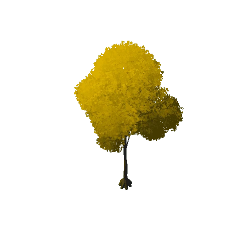 Broadleaf Tree 2